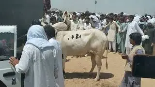 Qalandri 1 // naik ansar dhowk daab