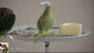 ببغاء الدره يحاول التكلم