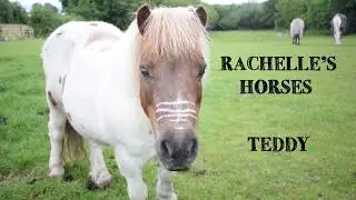 MEET OUR ANIMAL ARK! | KITTEN, HORSES, FISH... | THAT STABLE LIFE