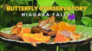 Butterfly Conservatory Niagara Falls Ontario Canada Full Tour