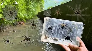 Hunting Top Huntsman Spider