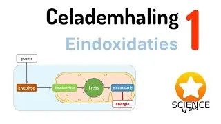 Celademhaling 1: Eindoxidaties