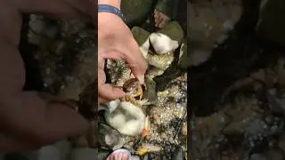 カニのハサミで絶叫