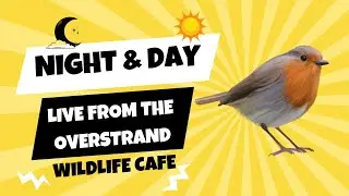 Garden Caf&eacute; Live | UK Garden Birds 🐦 Robins, Blackbirds & More 28 December 2025