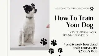 The Dog Coach