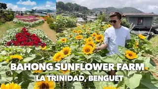 BAHONG SUNFLOWER FARM | Bahong, La Trinidad, Benguet