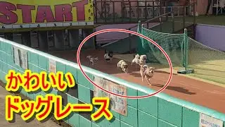 【つくばわんわんランド】秋のドッグレース【小型犬・大型犬】
