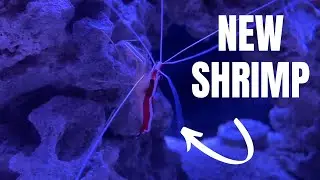 Adding a Cleaner Shrimp to My Saltwater Aquarium