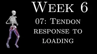 K305 Week 6 - 07 - Tendon response to loading