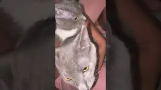 @monamadeitt: Жизнь с двумя кошками!!! #кошка #любителькошек #котенок