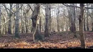 Peaceful Winter Walk Through Ancient English Woods | Nature Sounds & Scenery