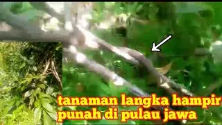 TANAMAN LANGKA YANG HAMPIR PUNAH DI PULAU JAWA