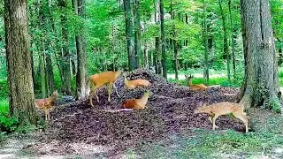 Where do deer sleep???