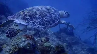 Sea Turtle | Scuba Diving in the British Virgin Islands | La Buscadora
