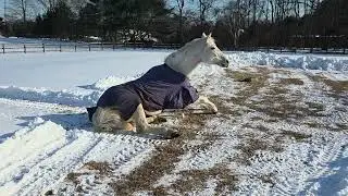 Chip enjoying a roll and some turn out on this cold January 29, 2026 day!