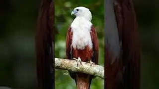 sound of the white bellied eagle #birds #birdsong #birdindonesia