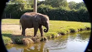 Kind Elephant Saves a Stuck Bird from Pond! (Heart-Touching CCTV Footage) #animalrescue #viralvideo