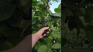 picking HUGE blackberries #garden #harvest #shortvideo #fruit #blackberry