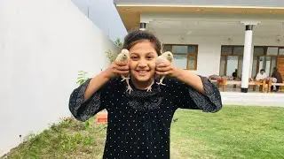 Aseel murgha chicks le aye aseel chicks ke liye😍 | aseel murgha