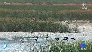 Los sonidos de Doñana | Rincones de España | España Directo