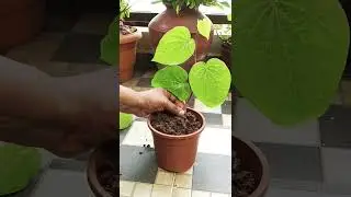 How to grow betel leaf plant from cutting #plantcare #betel plant