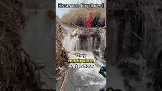 How Do Beavers Build Their Intricate Dams? #shorts