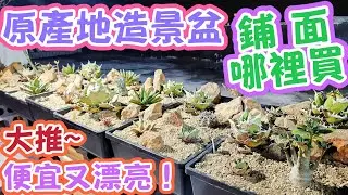 ［跟著阿郁種］原產地造景DIY教學#塊根#塊根植物#龍舌蘭#多肉植物#多肉#盆景#盆栽#沙漠玫瑰#花園#植物#植物燈#生活#有趣#開箱#療癒#鹿角蕨#觀葉植物#花市#園藝#田尾#教學#花#栽培#秘訣