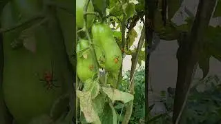 How to Identify & Treat For Leaf Footed Bugs in Your Garden #garden #organicgardening #homestead