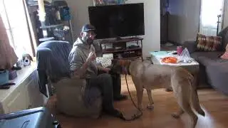 LIVE--Session 1 with German Shepherd/Black Mouth Cur Mix?....game on now! yes/wrong/fun!
