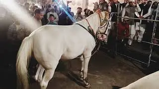 Horse dance with dhol | best horse dance | Dhol beats | Pakistani dhol