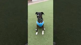 We caught Chase mid-game of fetch in our dog park, ears spying and tail wagging #adopt #rescue