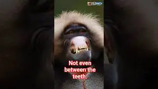 Why Is This Baboon Showing Its Teeth? 😲 | Wild Animal Behavior Scary Baboon Warning Display! 🐒