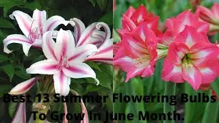 Best 13 Summer Flowering Bulbs To Grow In June Month__ Summer Season Bulbs .