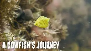 A Cowfish's Journey