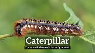 What is Caterpillar? | How Does Caterpillar Look? | How to Say Caterpillar in English?