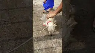 Oreo is bathing 👌👌👌😂😂😂😂