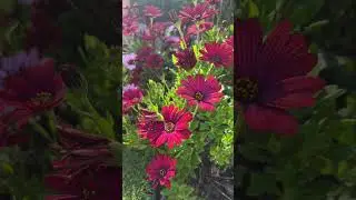 African daisy/ Perfect edging flower plant part 2 #shorts #2024