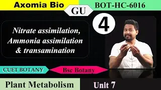 Nitrate assimilation, Ammonia assimilation & transamination| CUET PG|Bsc botany|6th sem | Axomia Bio