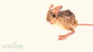 A small five-toed jerboa (Allactaga elater) at the Moscow Zoo.