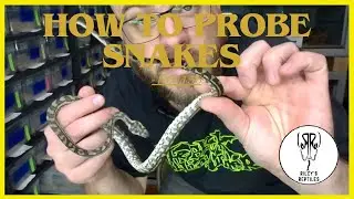How To Probe Snakes-  no. 156