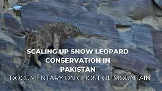 Scaling up Snow leopard conservation in Pakistan - | Documentary on Ghost of Mountain| SLF