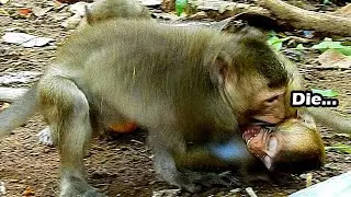Heart Breaking! Pity Poor Baby Alba Was Attack By Ahsa | Alba Cries Break Sound Need Urgently Help