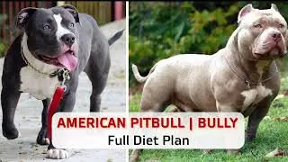 American Pitbull & American Bully Full Diet Plan | Dogo Shadow