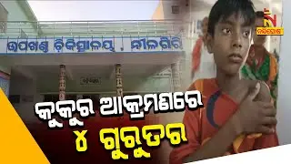 Stray Dog Attacks 4 Children Including Woman In Odisha's Nilagiri | Nandighosha TV