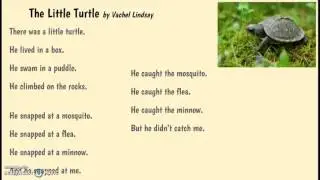 The Little Turtle by Vachel Lindsay