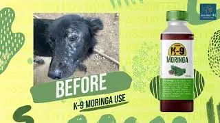K9 Moringa Multivitamins