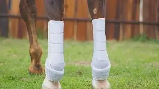 Iconoclast Support Boots for Horses - Buy Here