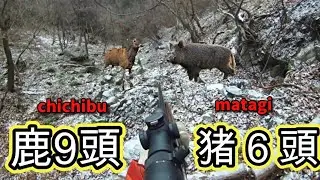 【狩猟】猪と鹿の群れをライフル銃で撃つ！その結果は・・・hunting映像２選