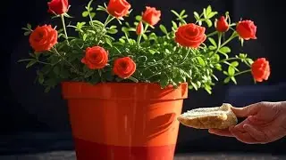 Размножайте розы хлебом! Вы будете удивлены!