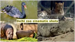 Delhi zoo wildlife photography and cinematography 📸 #iphone16pro #photography 